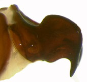 P. luctuosa left lateral genitalia